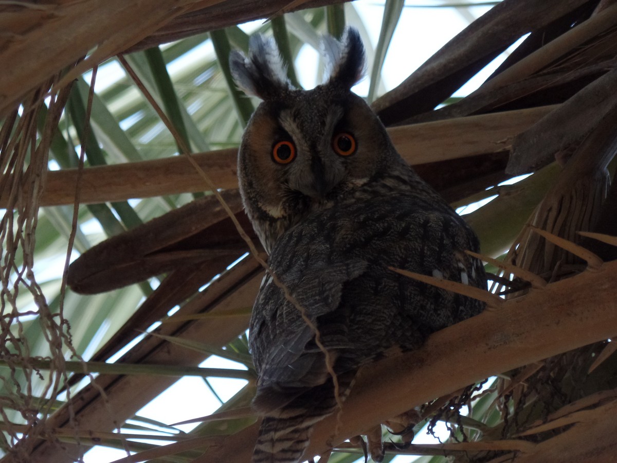 Long-eared Owl - ML389420921