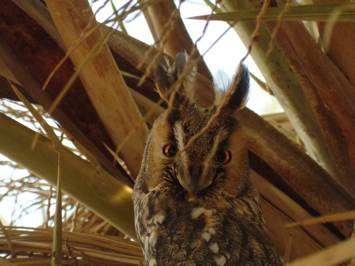 Long-eared Owl - ML389420951