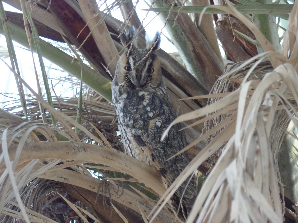 Long-eared Owl - ML389420991