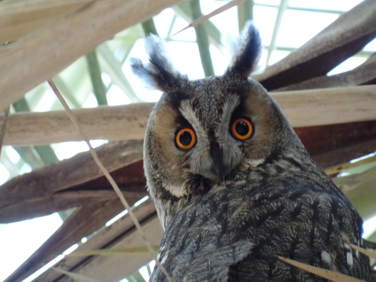 Long-eared Owl - ML389421011