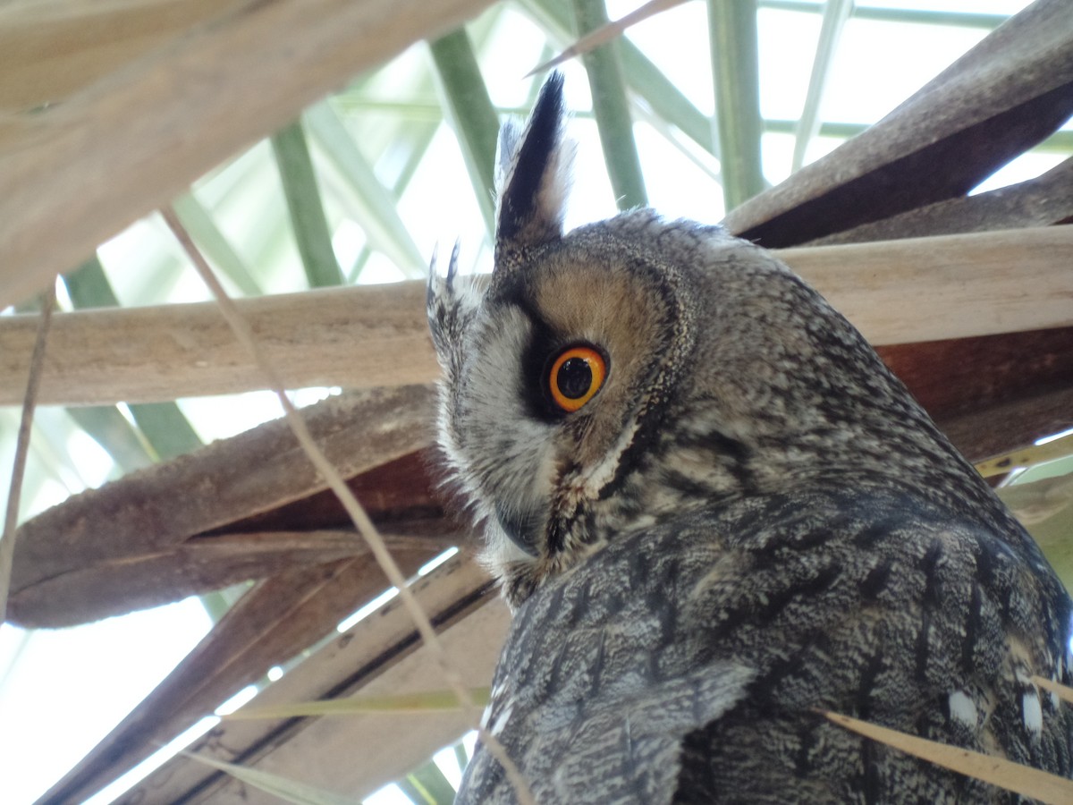 Long-eared Owl - ML389421051
