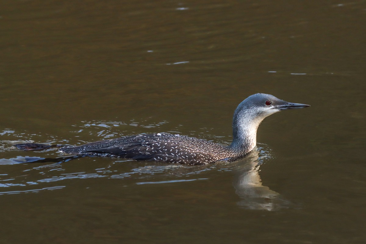 Red-throated Loon - Jen Sanford