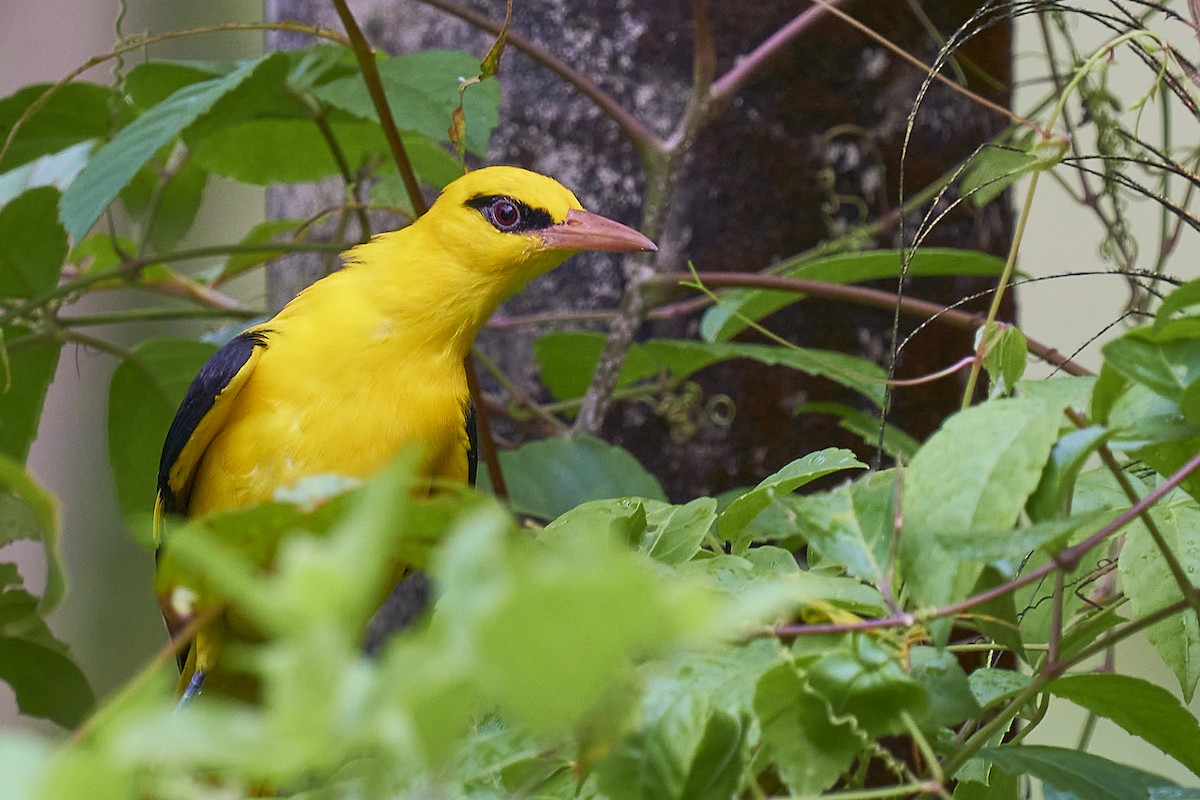 Indian Golden Oriole - ML389425201