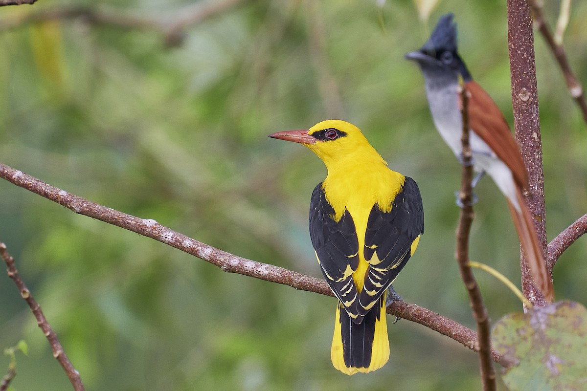 Indian Golden Oriole - ML389425211