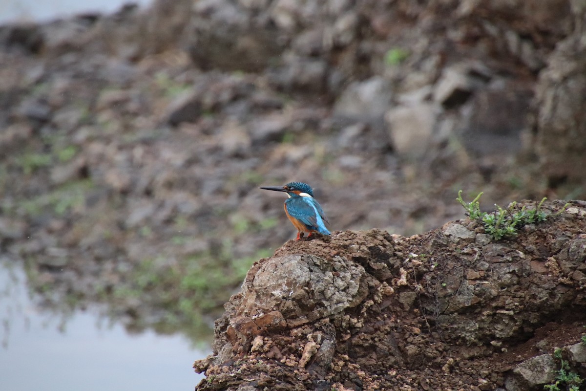 Common Kingfisher - Praveen Chavan