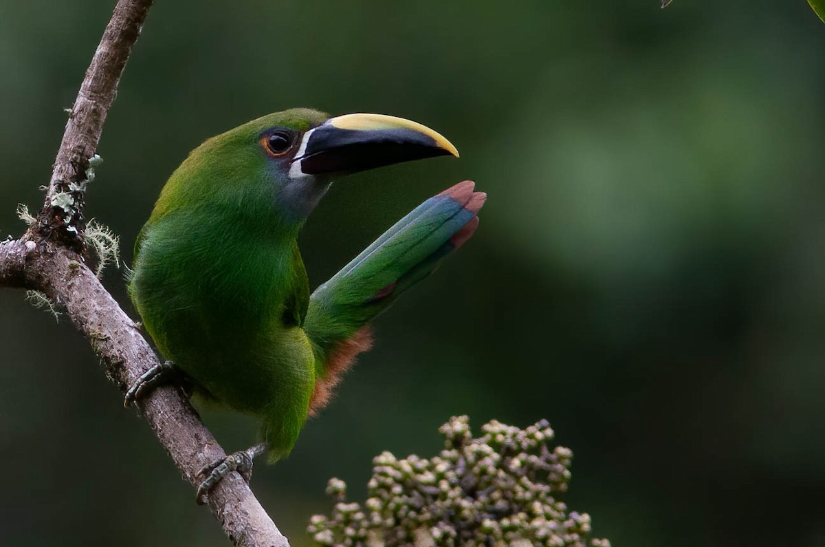 Southern Emerald-Toucanet (Gray-throated) - ML389431871