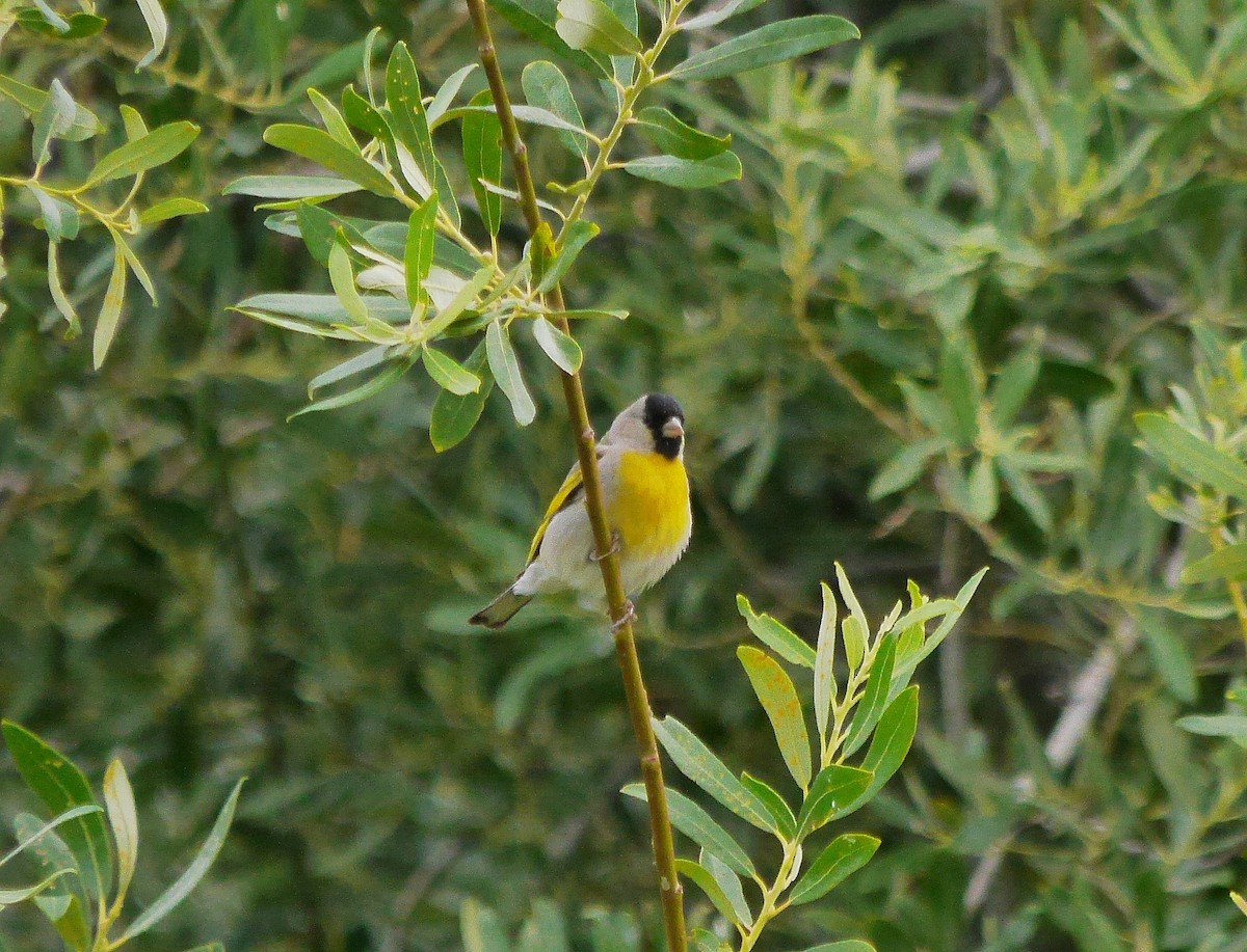 Lawrence's Goldfinch - ML389432291