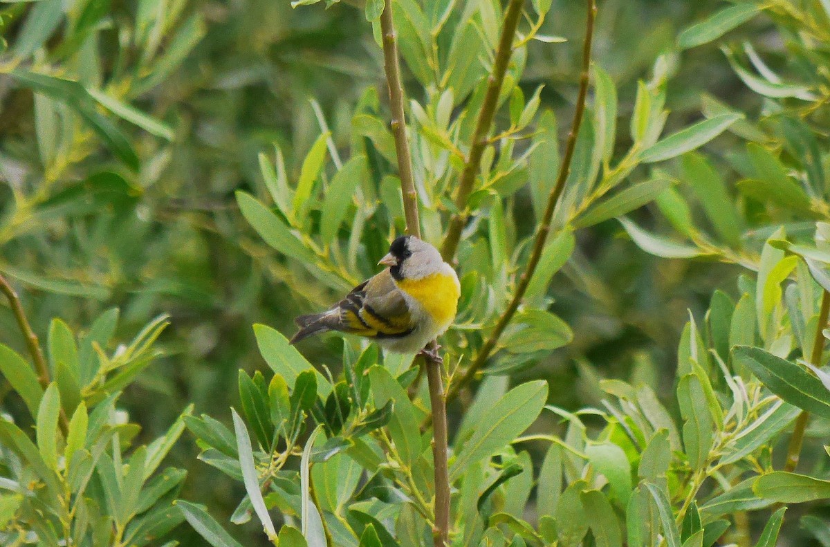 Lawrence's Goldfinch - ML389432321
