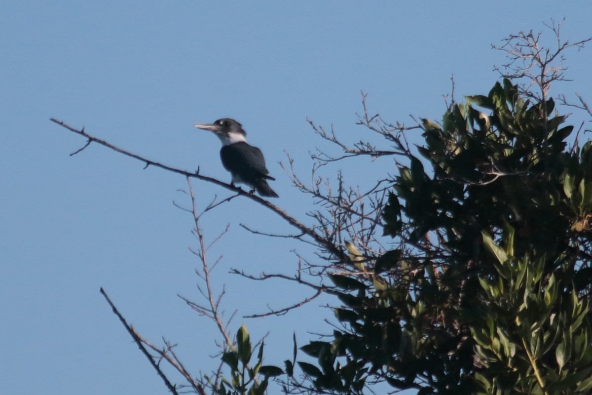 Belted Kingfisher - ML389441131