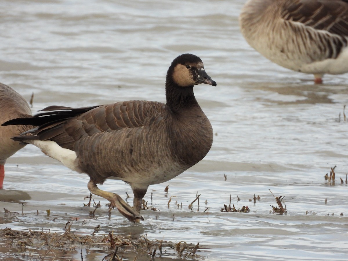 Greater White-fronted x Barnacle Goose (hybrid) - Helmut Pfeifenberger