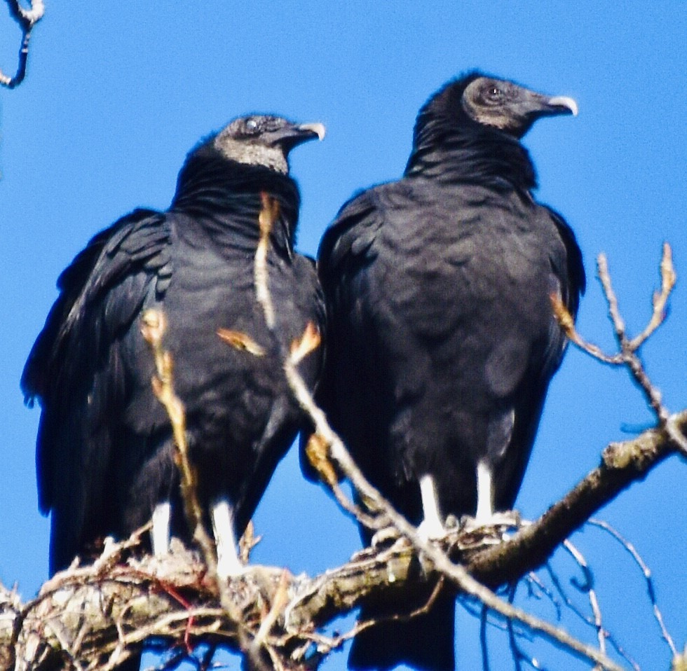 Black Vulture - ML389445501