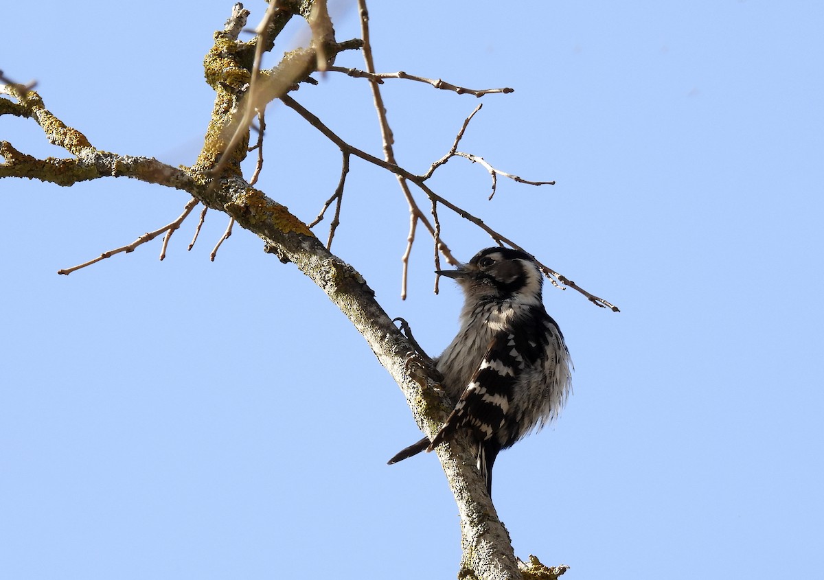 Lesser Spotted Woodpecker - ML389446191