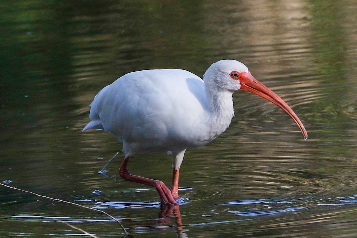 ibis bílý - ML389447001