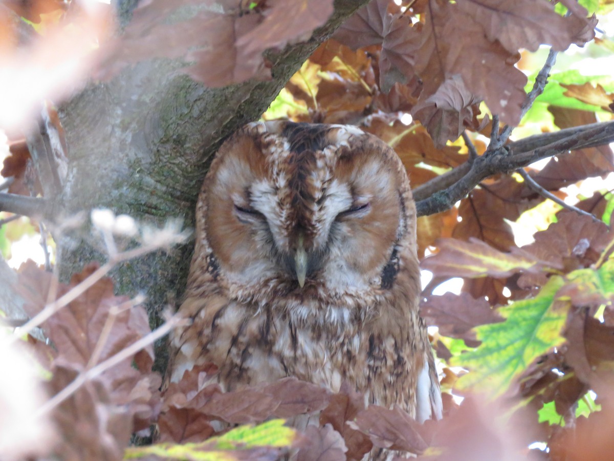 Tawny Owl - ML389448181