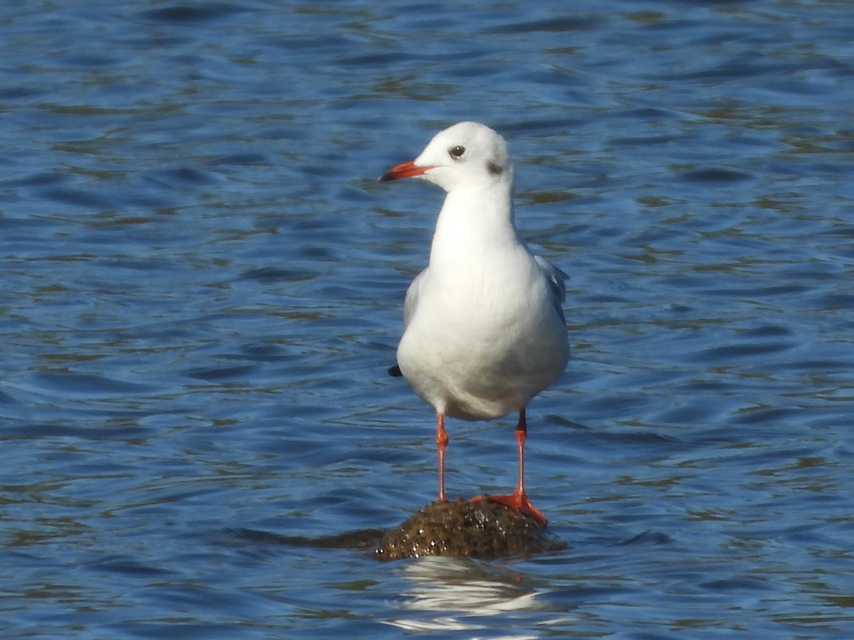 Mouette rieuse - ML389449191