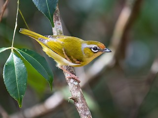  - Clicking Shrike-Babbler