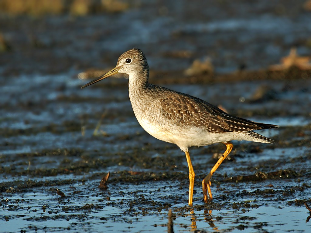 Greater Yellowlegs - Dick Dionne
