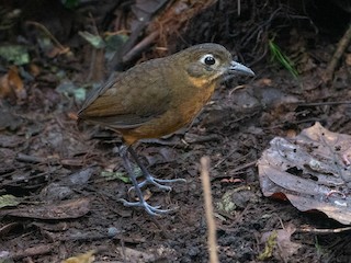  - Plain-backed Antpitta