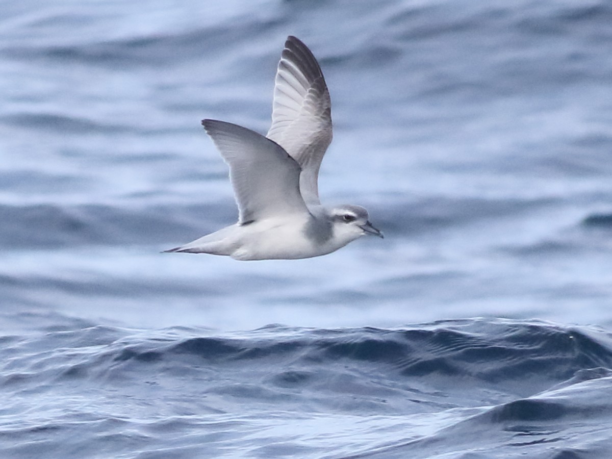 Salvin's Prion - Pachyptila salvini - Birds of the World