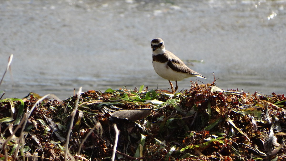 Semipalmated Plover - ML389465841