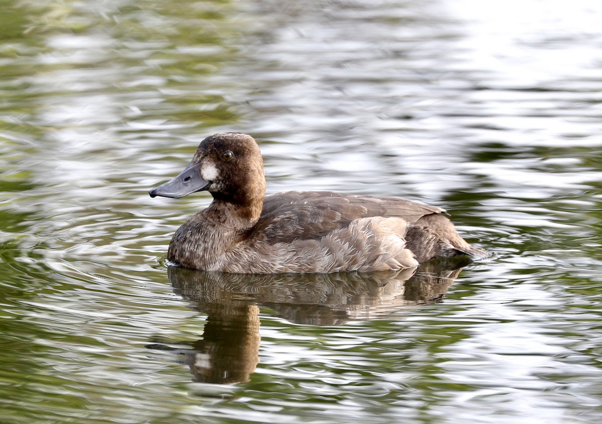 Greater Scaup - ML389468321