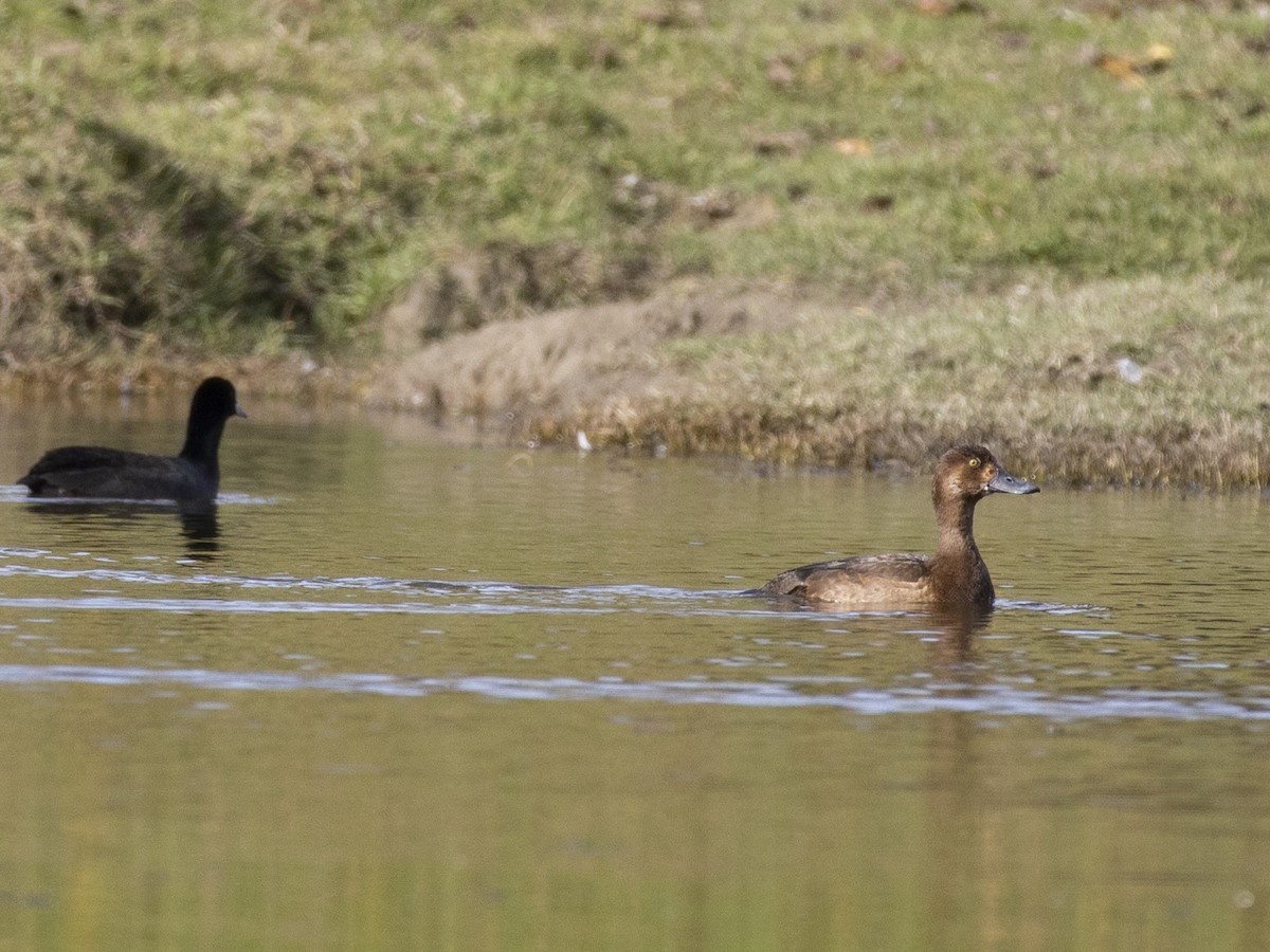 Greater Scaup - ML389469031