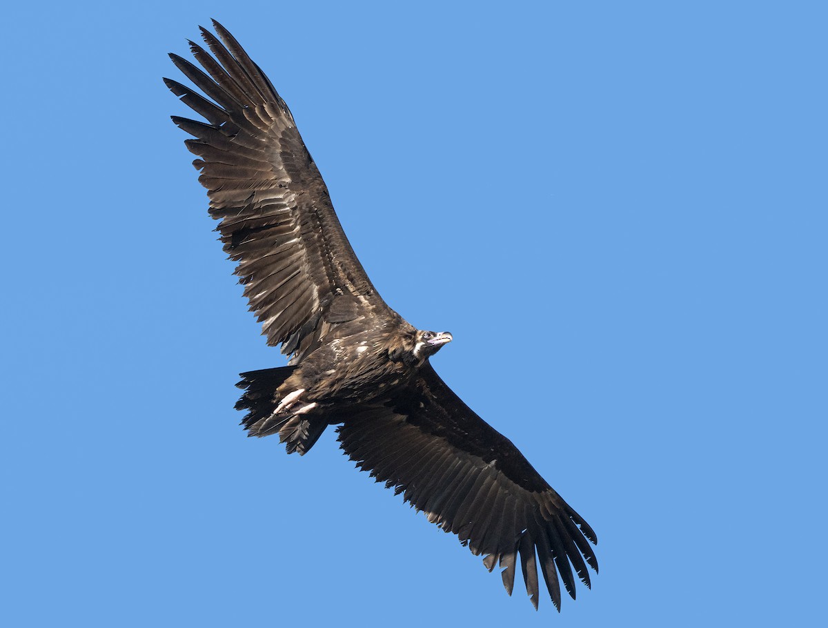 Cinereous Vulture - ML389469951