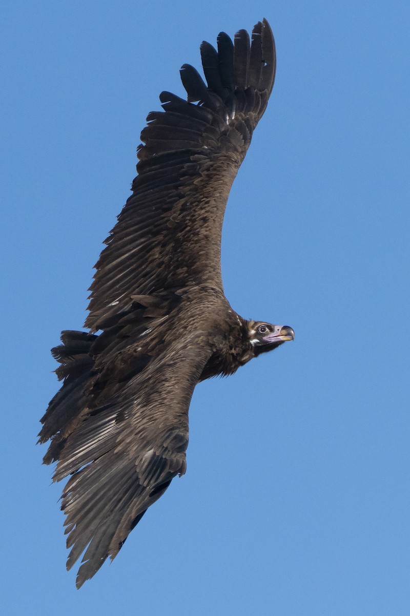 Cinereous Vulture - ML389469971