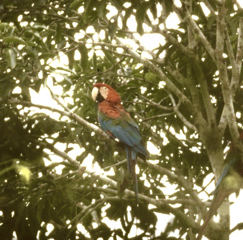 Red-and-green Macaw - Karl Overman