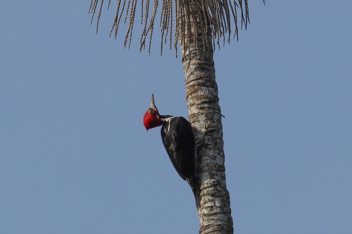 Crimson-crested Woodpecker - Ian Thompson