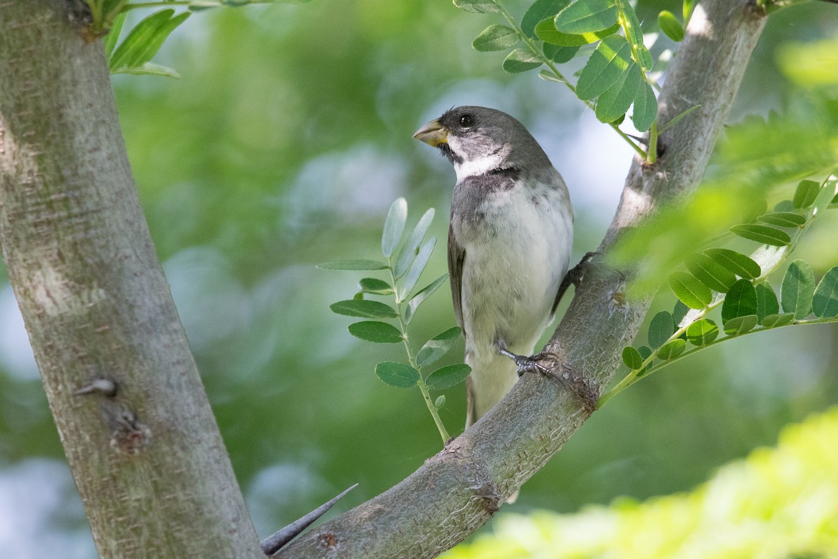 Double-collared Seedeater - ML389474321