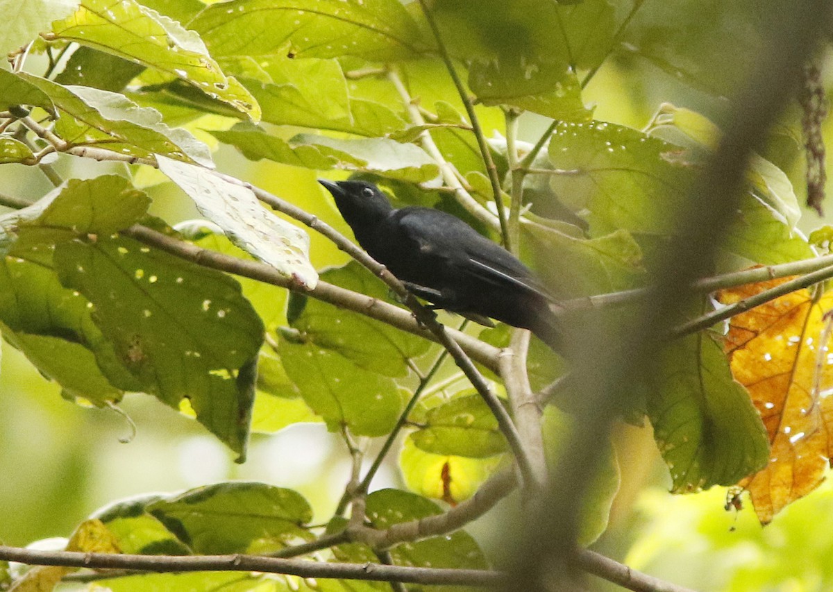 Black Cicadabird - ML38947791