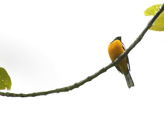  - Golden Cuckooshrike