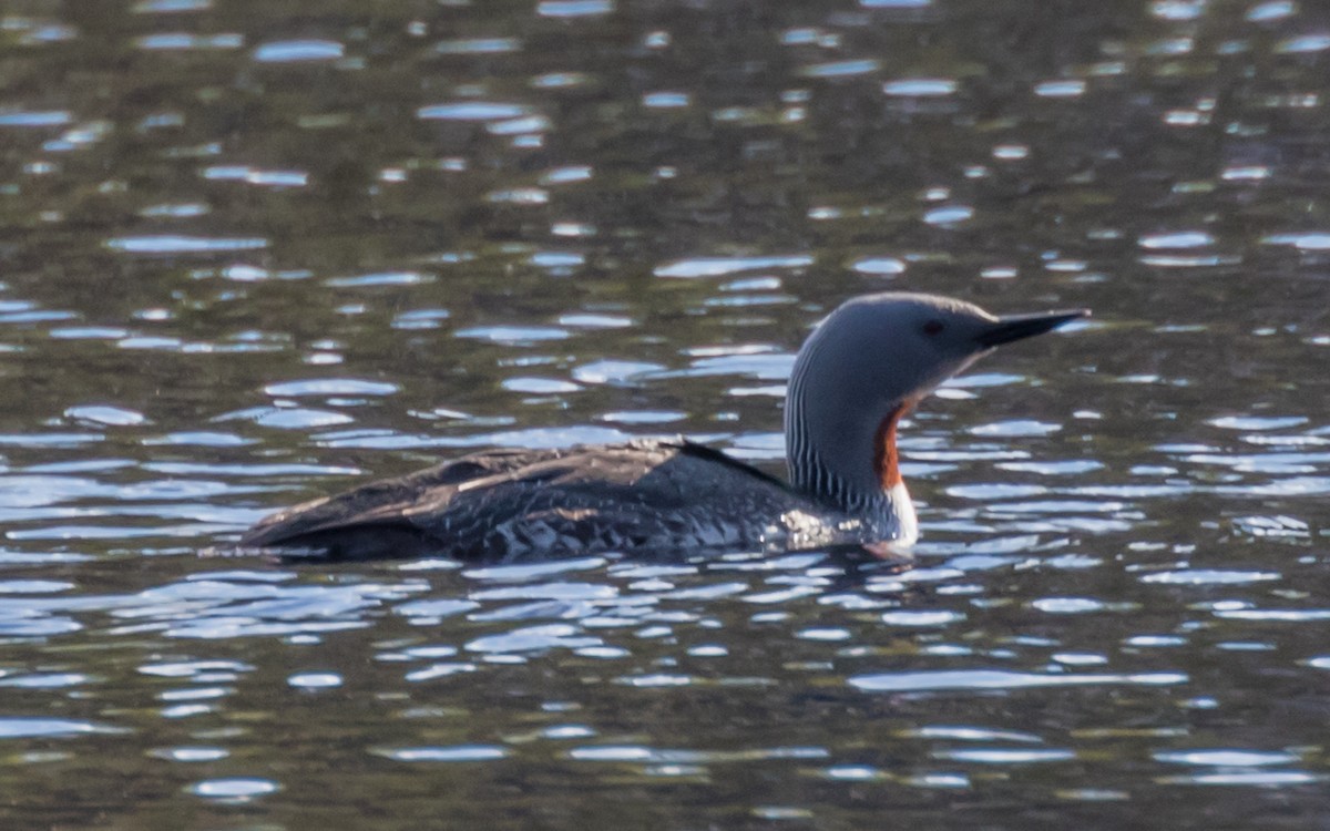 Red-throated Loon - ML389483181