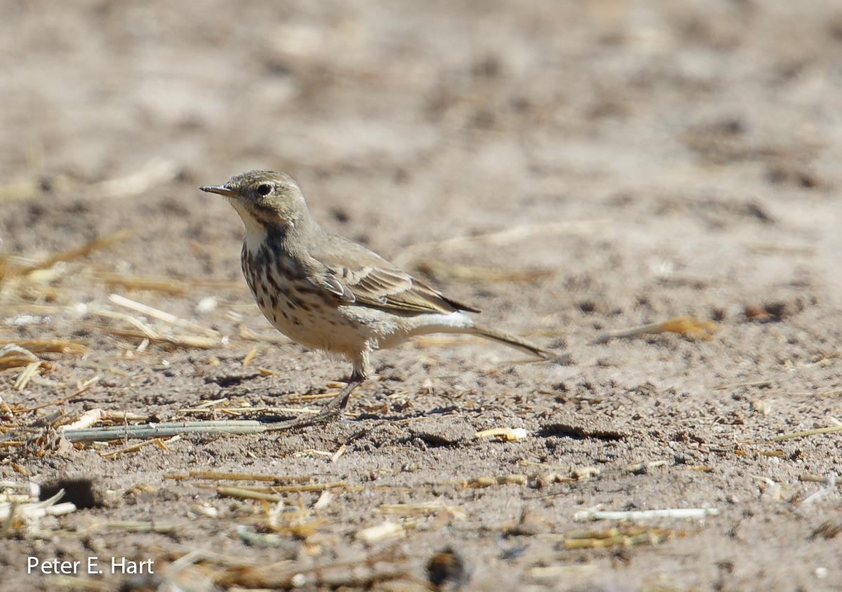 American Pipit (rubescens Group) - ML38948791