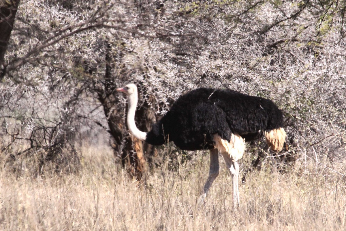 Common Ostrich - ML389491491