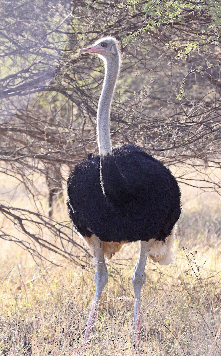 Common Ostrich - Ricardo Santamaria