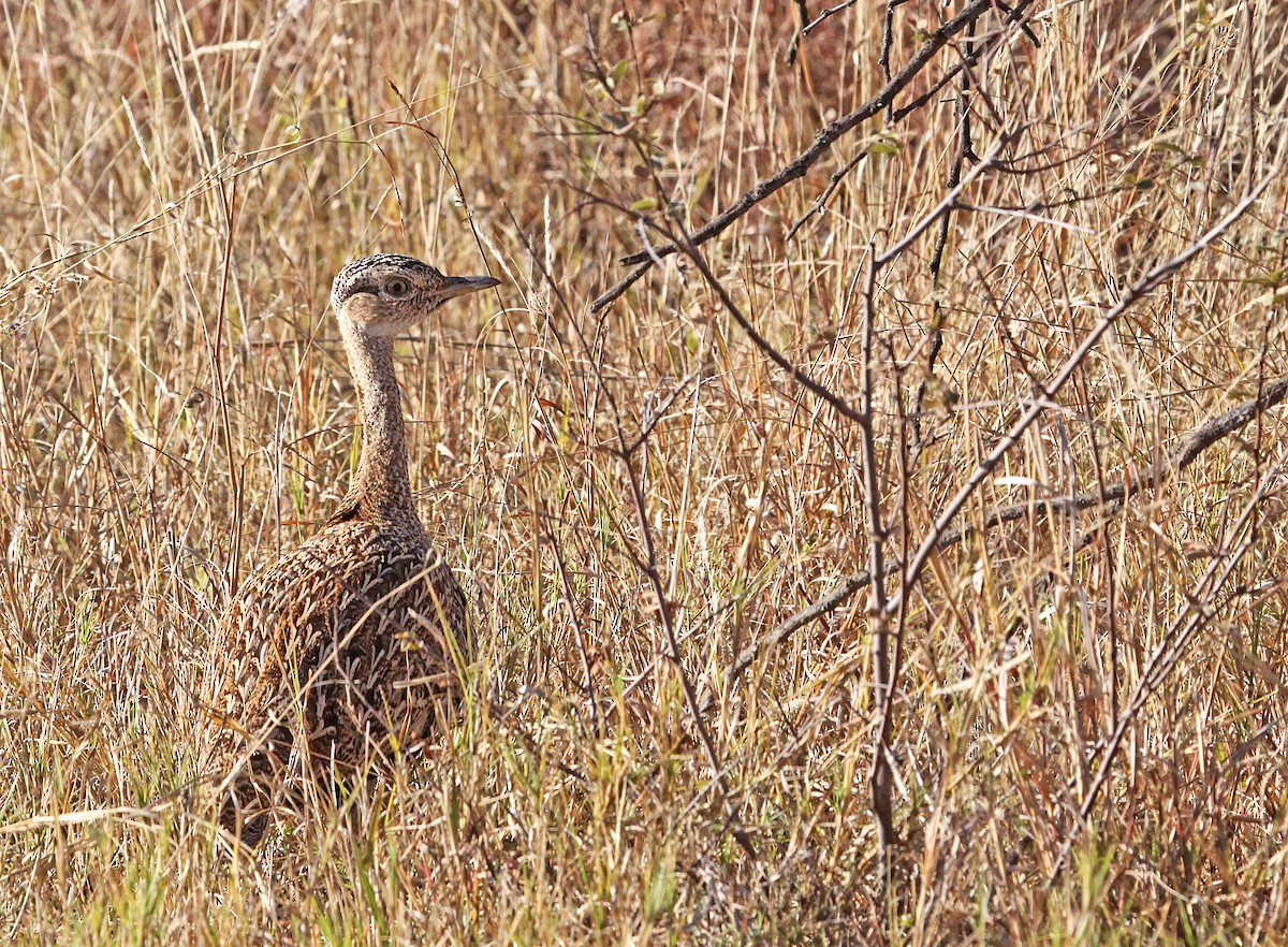 Red-crested Bustard - ML389492171