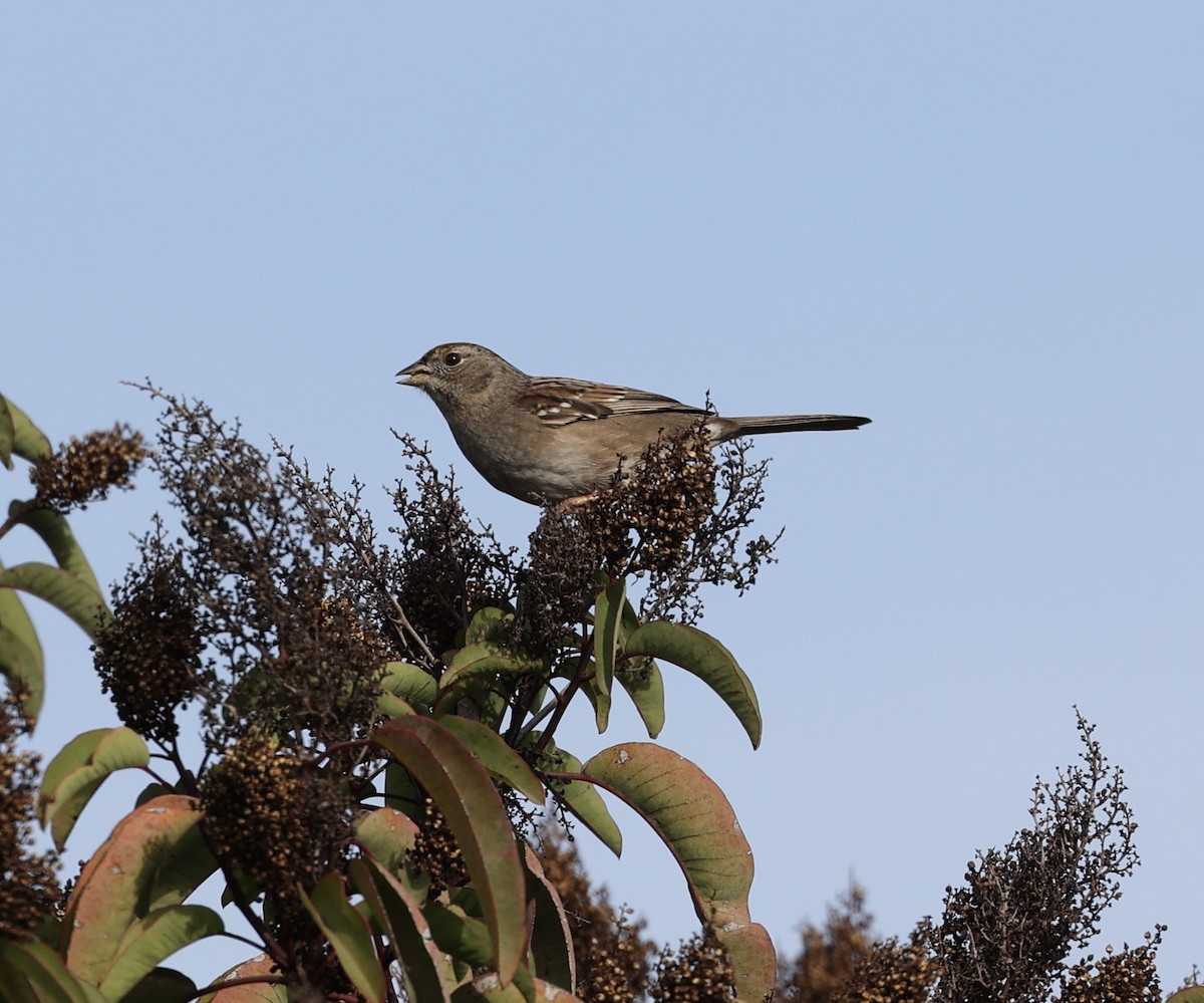 Golden-crowned Sparrow - ML389492851