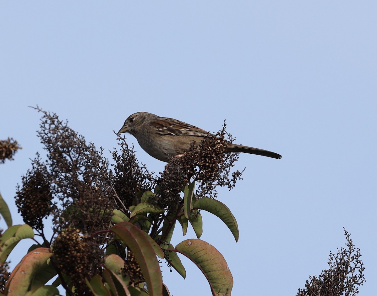 Golden-crowned Sparrow - ML389492871