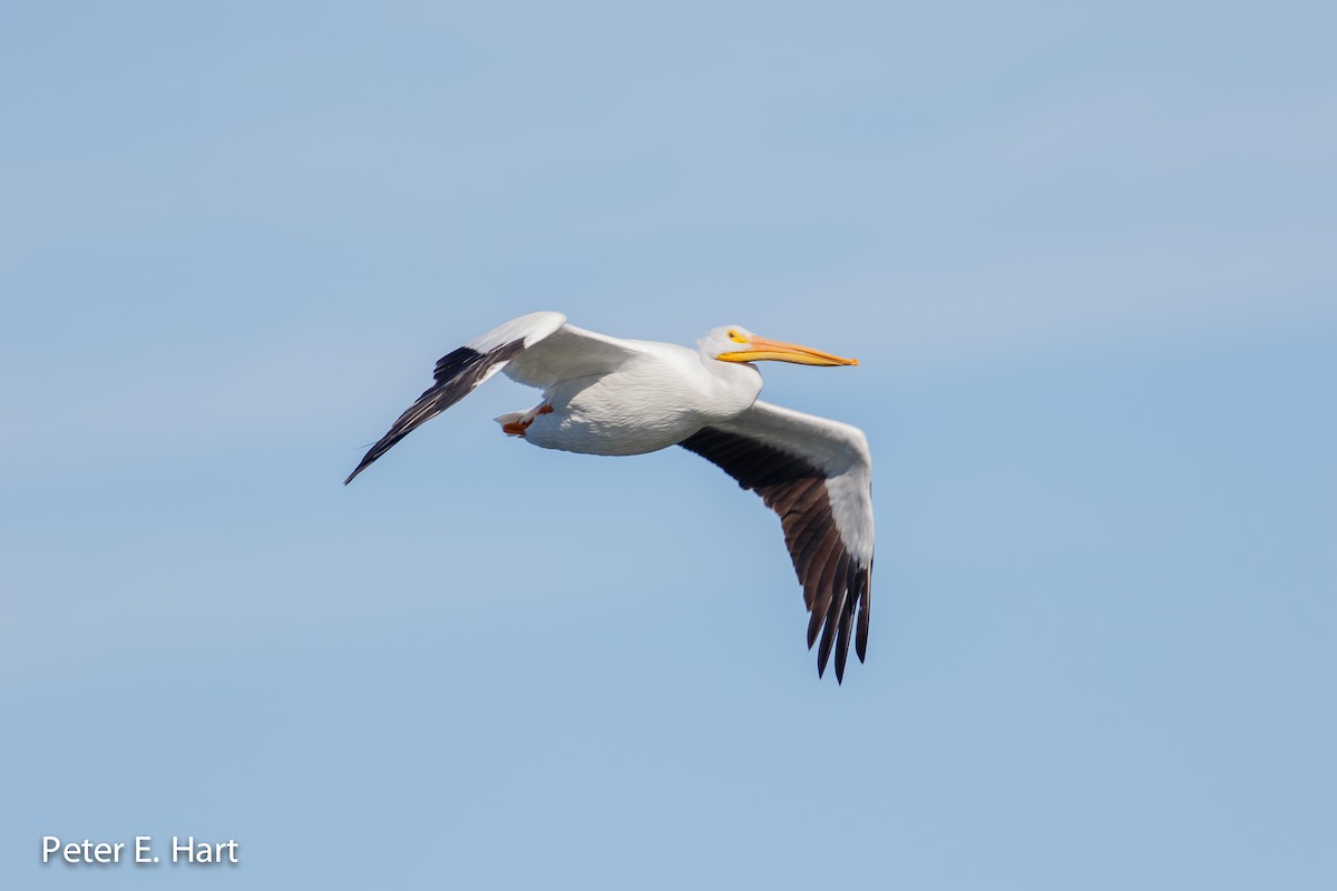 American White Pelican - Peter Hart