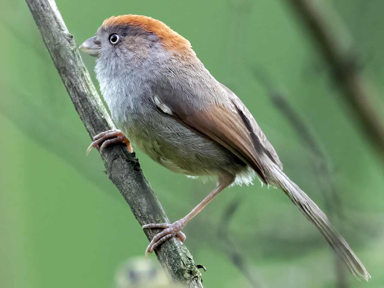 Ashy-throated Parrotbill - eBird