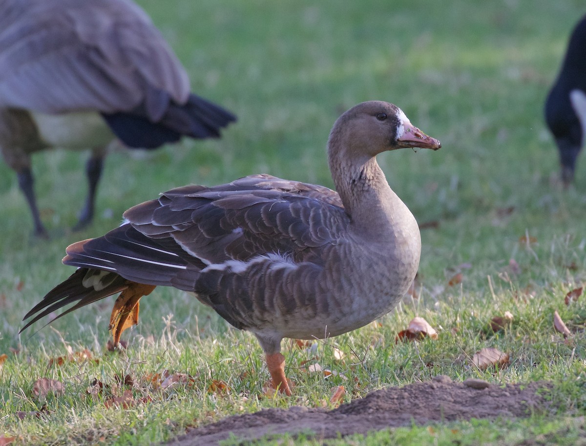 Greater White-fronted Goose - ML38950801