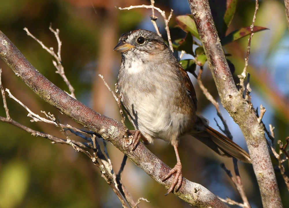 Swamp Sparrow - ML389508281