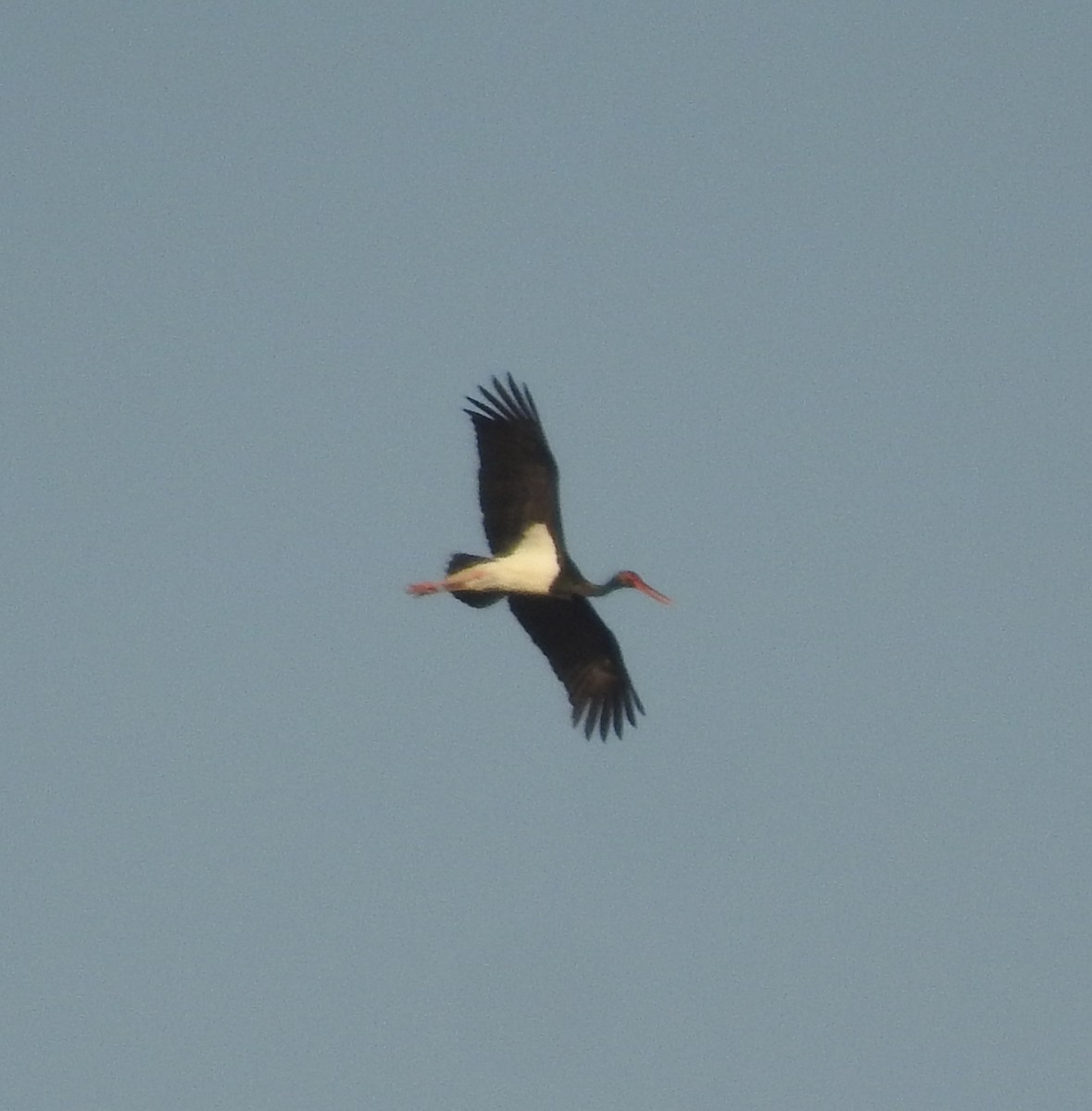 Black Stork - Keramat Hafezi