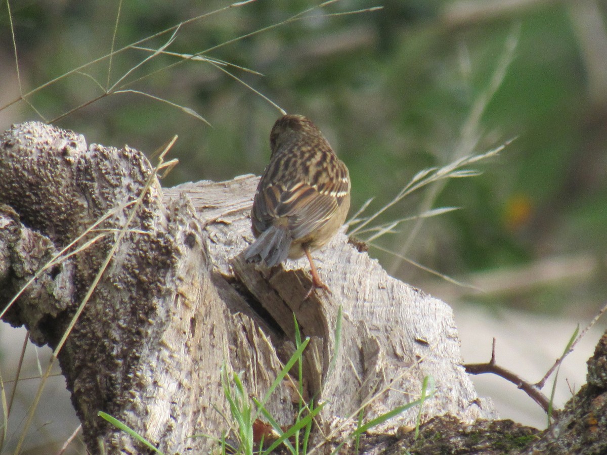 Golden-crowned Sparrow - ML389521351