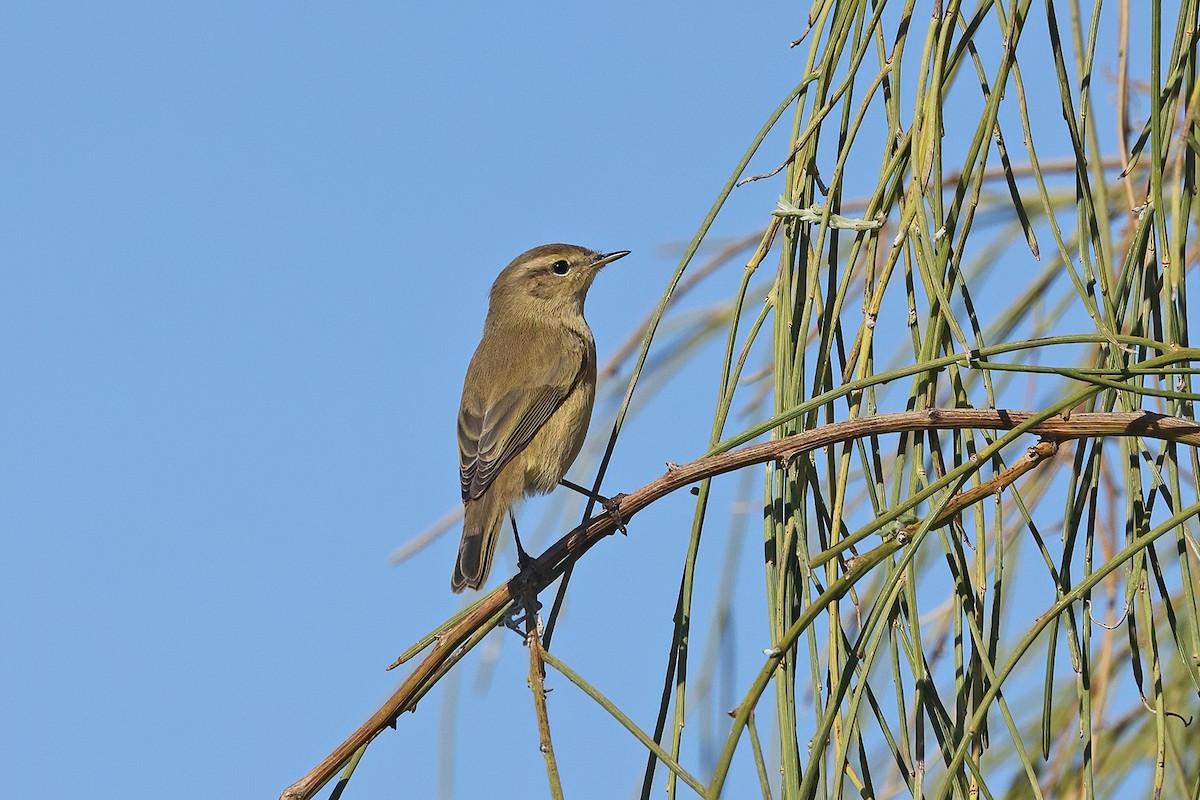 Common Chiffchaff (Common) - Tom Tams
