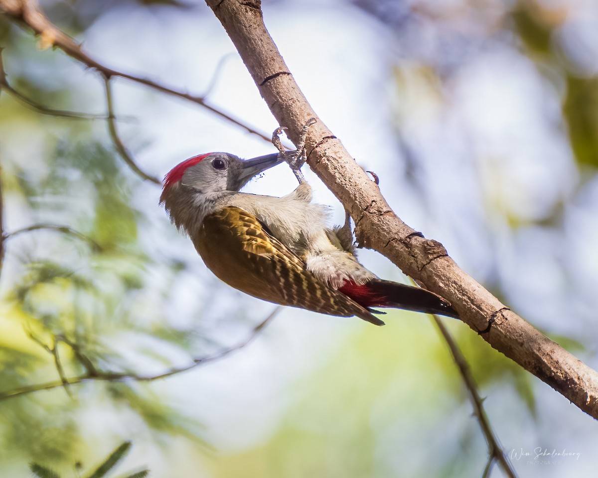 African Gray Woodpecker - ML389524281