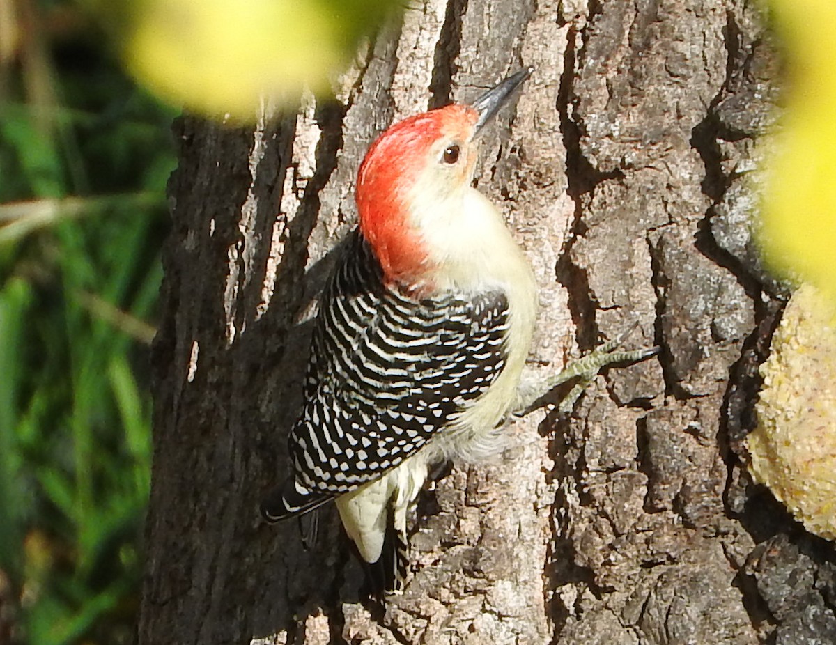Red-bellied Woodpecker - Mick ZERR