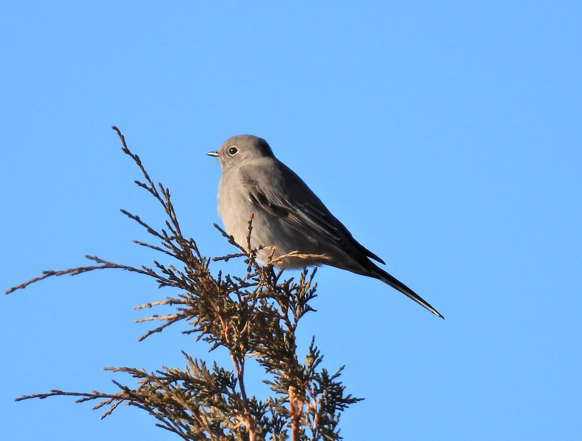 Townsend's Solitaire - ML389534441
